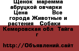 Щенок  маремма абруцкой овчарки › Цена ­ 50 000 - Все города Животные и растения » Собаки   . Кемеровская обл.,Тайга г.